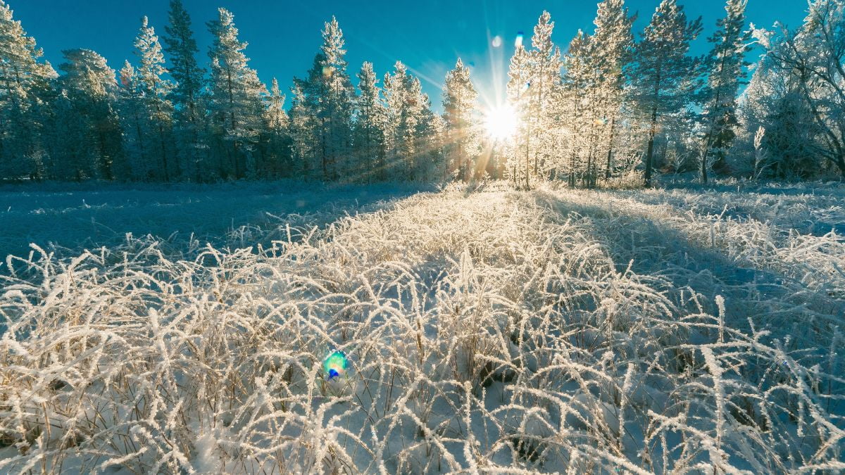 De afbeelding laat een close-up zien van vorst op gras in de winter.