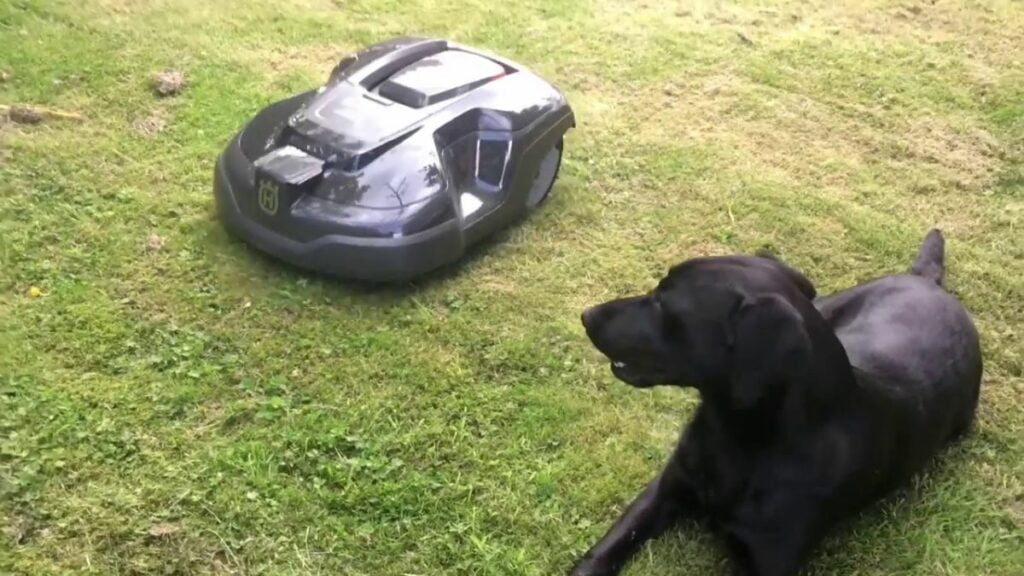 Een robotmaaier samen met een hond in de tuin